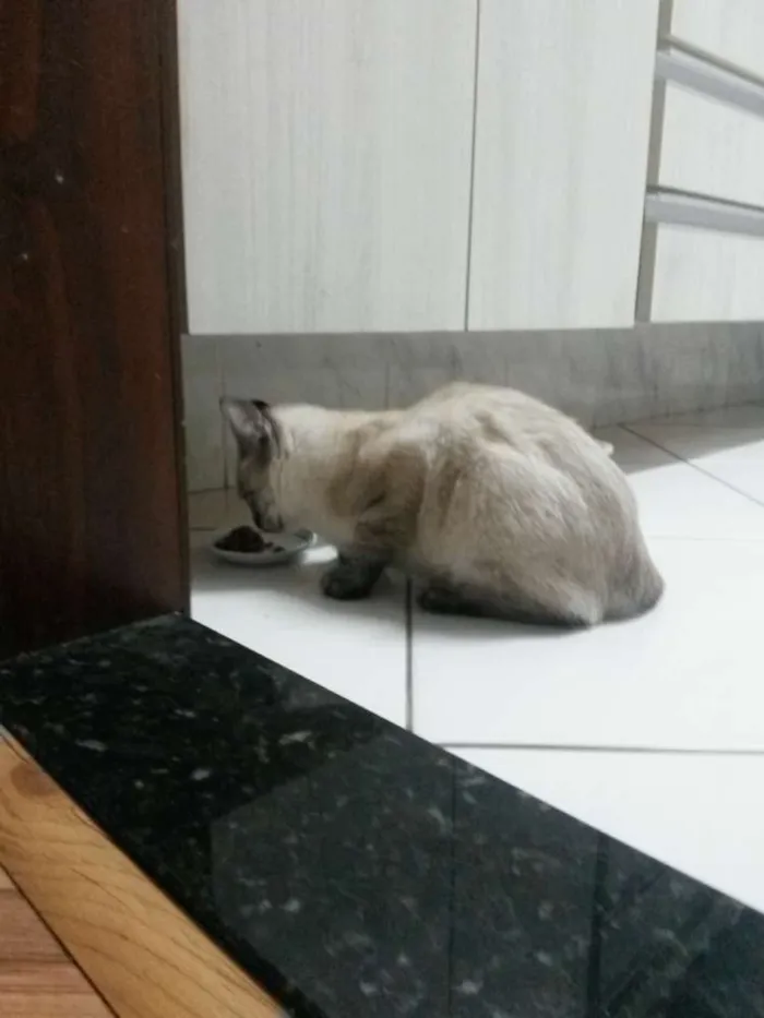 Gato ra a srd idade 2 a 6 meses nome Tody