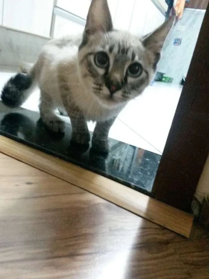 Gato ra a srd idade 2 a 6 meses nome Tody