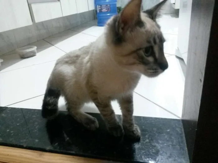 Gato ra a srd idade 2 a 6 meses nome Tody