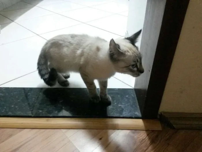 Gato ra a srd idade 2 a 6 meses nome Tody