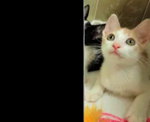 Gato raça SRD idade Abaixo de 2 meses nome Oliver, Charlie e F