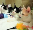 Oliver, Charlie e F