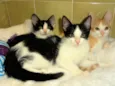 Oliver, Charlie e F