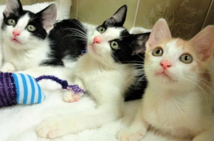 Gato ra a SRD idade Abaixo de 2 meses nome Oliver, Charlie e F