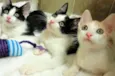 Oliver, Charlie e F