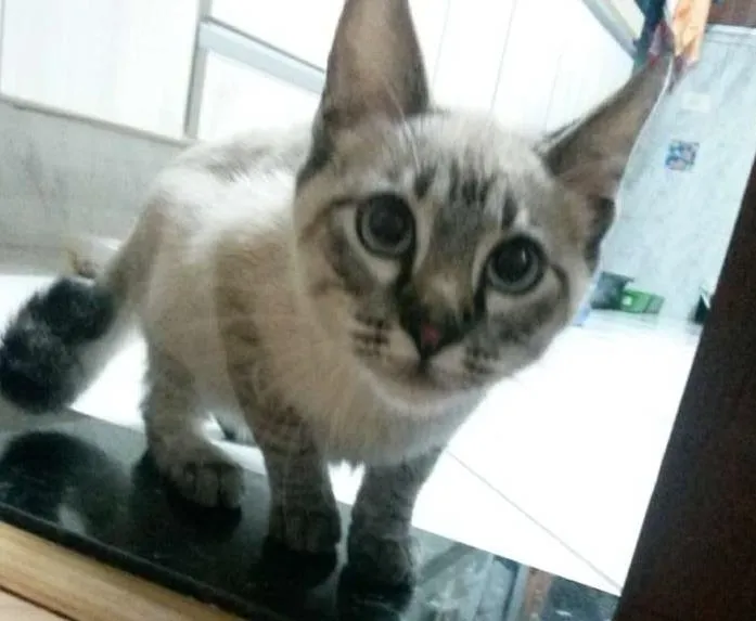 Gato ra a srd idade 2 a 6 meses nome Tody
