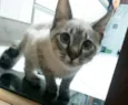 Tody