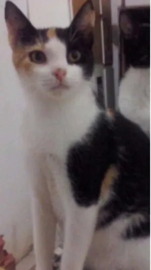 Gato raça  idade 7 a 11 meses nome Castanha
