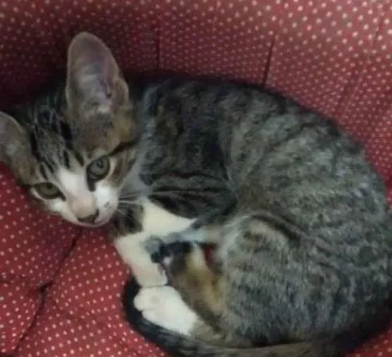 Gato ra a SRD idade 2 a 6 meses nome sem nome