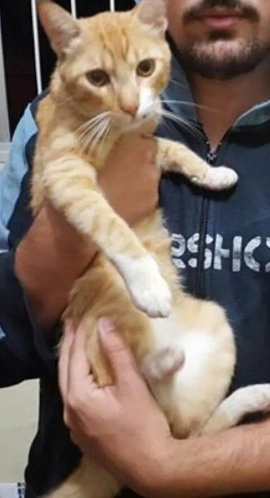 Gato ra a  idade 1 ano nome Gato Dócil