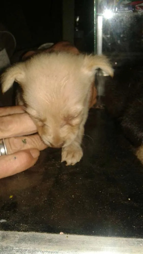 Cachorro ra a vira lata idade Abaixo de 2 meses nome sem nome