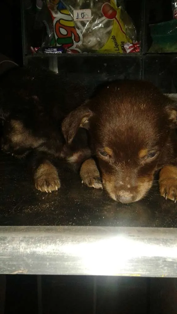 Cachorro ra a vira lata idade Abaixo de 2 meses nome sem nome