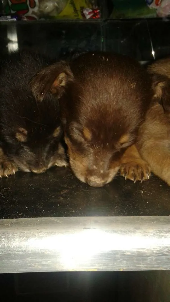 Cachorro ra a vira lata idade Abaixo de 2 meses nome sem nome
