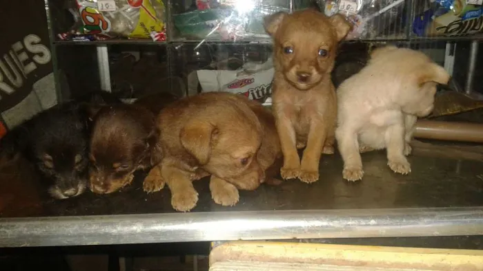 Cachorro ra a vira lata idade Abaixo de 2 meses nome sem nome