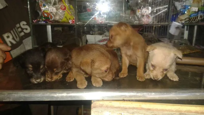 Cachorro ra a vira lata idade Abaixo de 2 meses nome sem nome