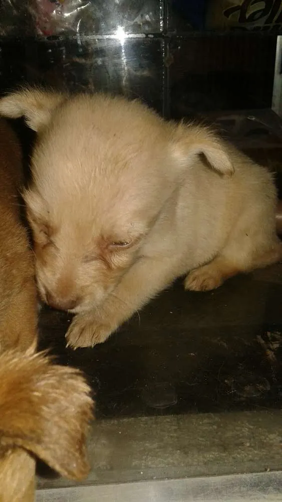 Cachorro ra a vira lata idade Abaixo de 2 meses nome sem nome