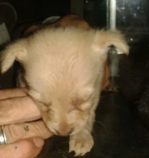 Cachorro raça vira lata idade Abaixo de 2 meses nome sem nome