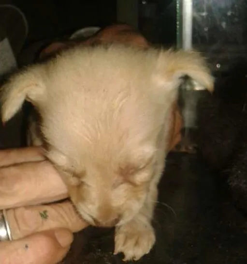 Cachorro ra a vira lata idade Abaixo de 2 meses nome sem nome