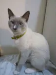 Dedé