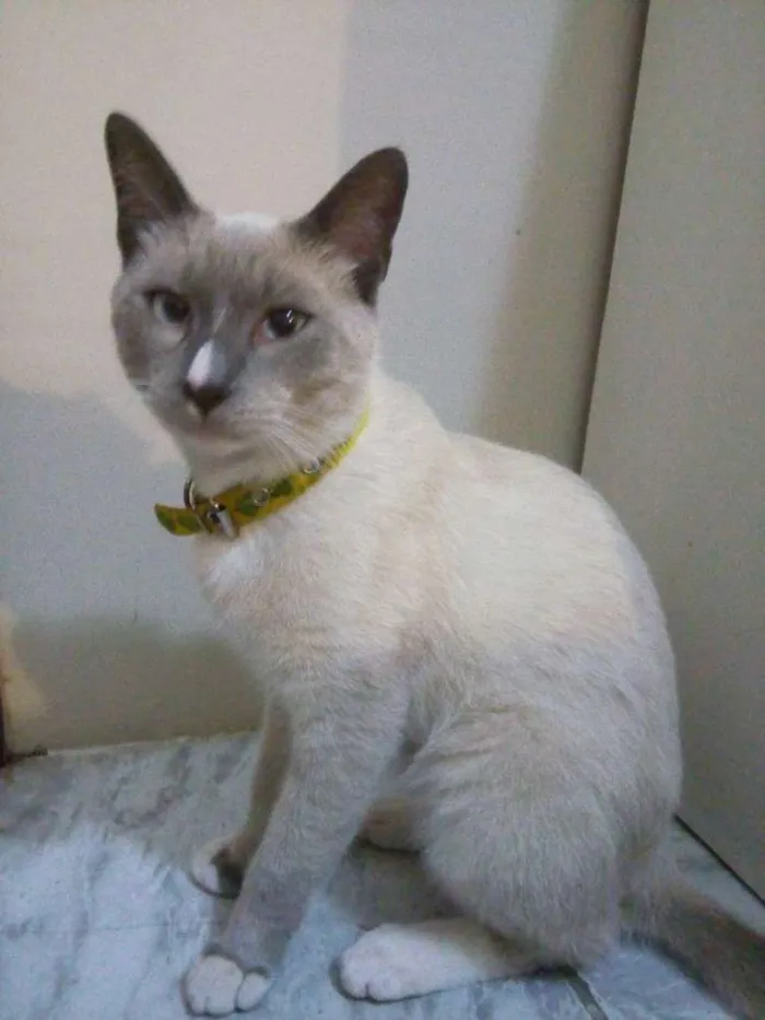 Gato ra a Sem raça definida idade 7 a 11 meses nome Dedé