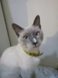 Dedé
