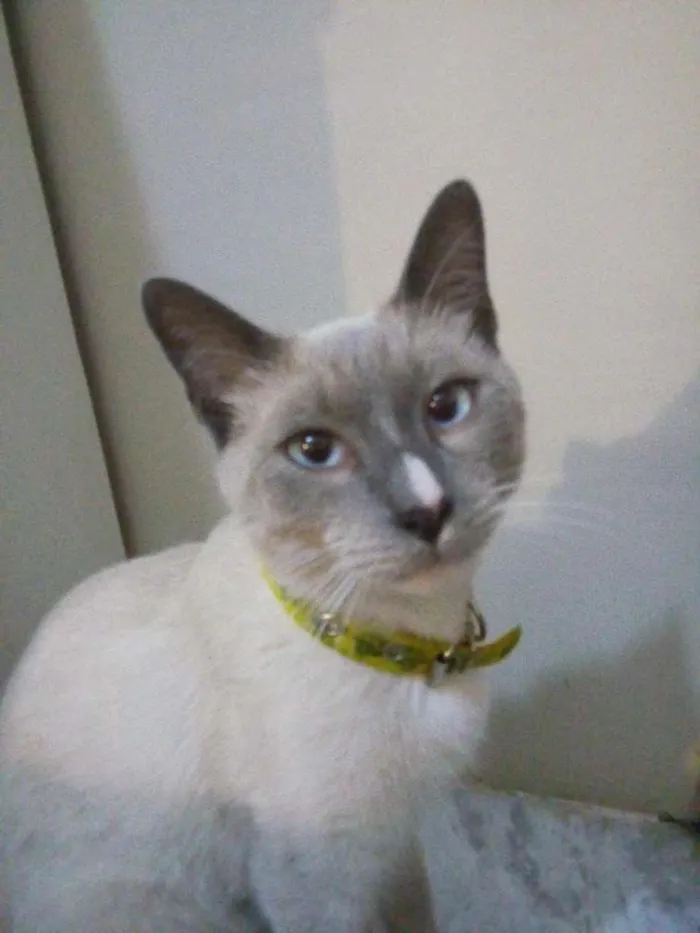 Gato ra a Sem raça definida idade 7 a 11 meses nome Dedé