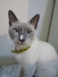 Dedé