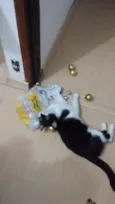 Mr. Cat ou Bebê