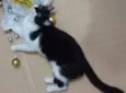 Mr. Cat ou Bebê