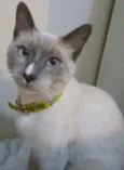 Dedé