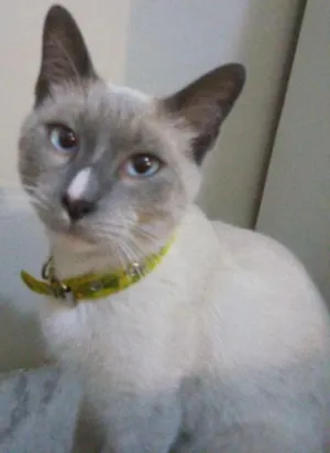 Gato raça Sem raça definida idade 7 a 11 meses nome Dedé