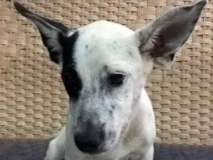 Cachorro raça SRD idade 2 a 6 meses nome Teco