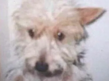 Cachorro ra a Vira lata idade 6 ou mais anos nome Babi 