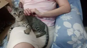 Gato raça Sdr idade 2 a 6 meses nome Grelhadinho