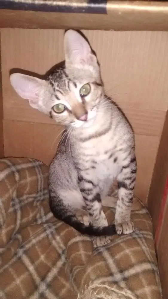 Gato ra a Sdr idade 2 a 6 meses nome Grelhadinho
