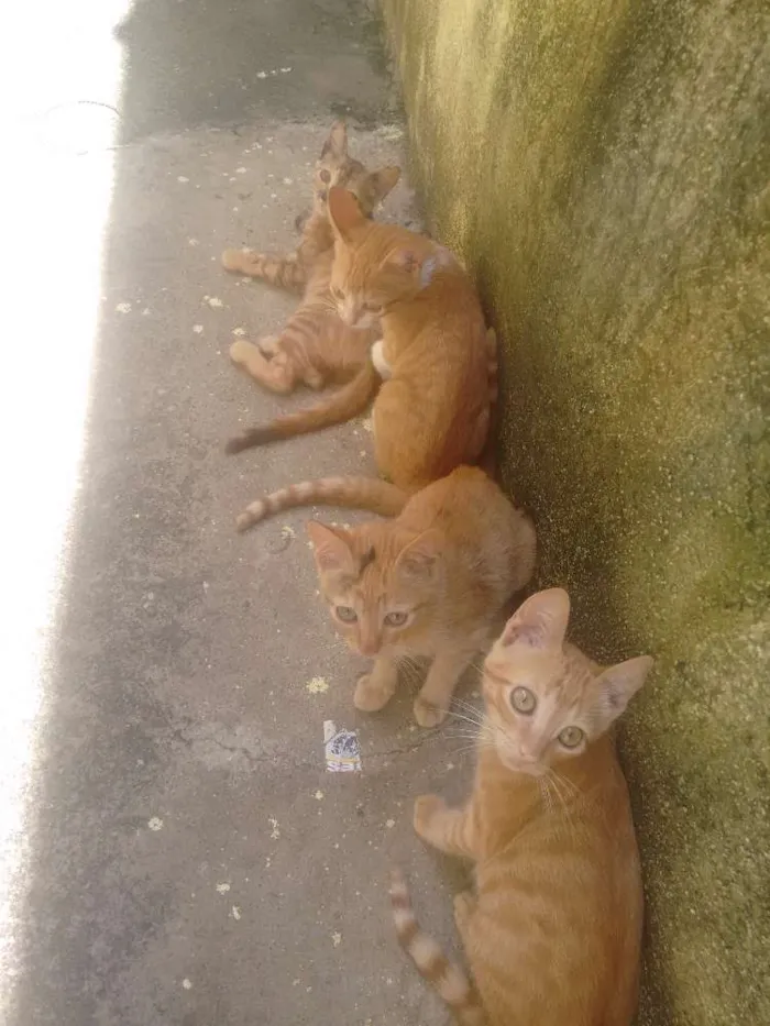 Gato raça  idade 2 a 6 meses nome Sem nome