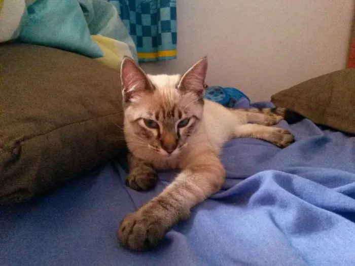 Gato ra a srd idade 2 a 6 meses nome Tody