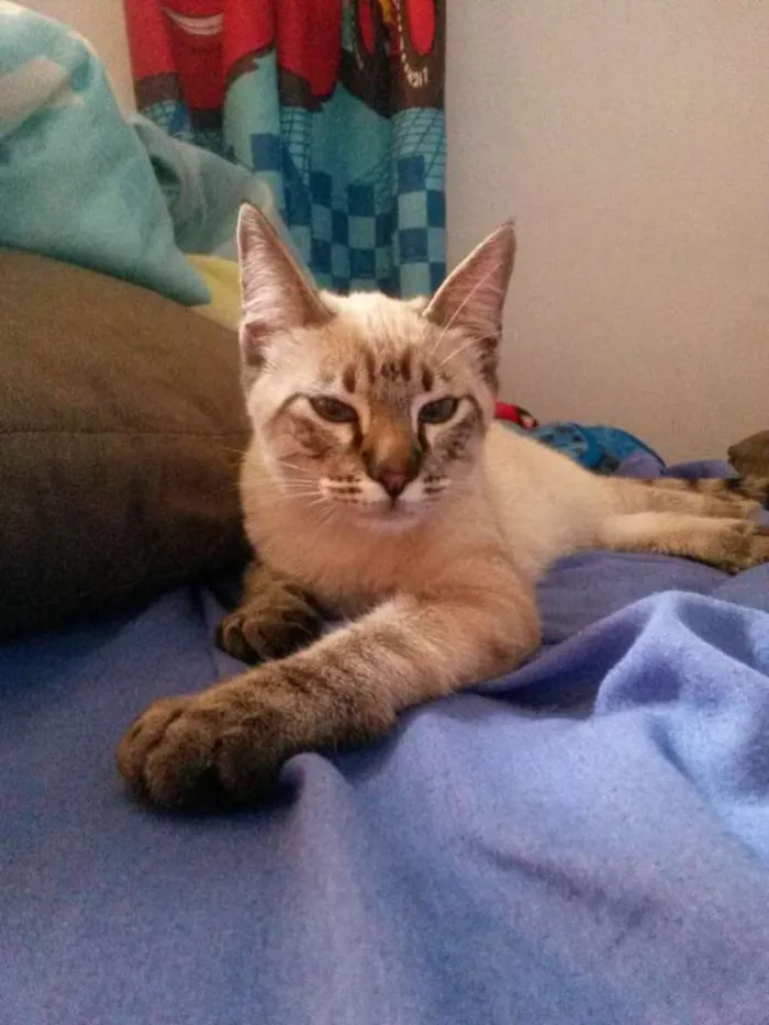 Gato ra a srd idade 2 a 6 meses nome Tody