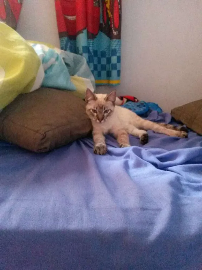 Gato ra a srd idade 2 a 6 meses nome Tody