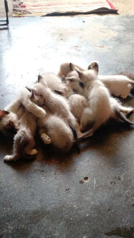 Gato ra a Vira lata idade 2 a 6 meses nome Lara, lua e filhotes