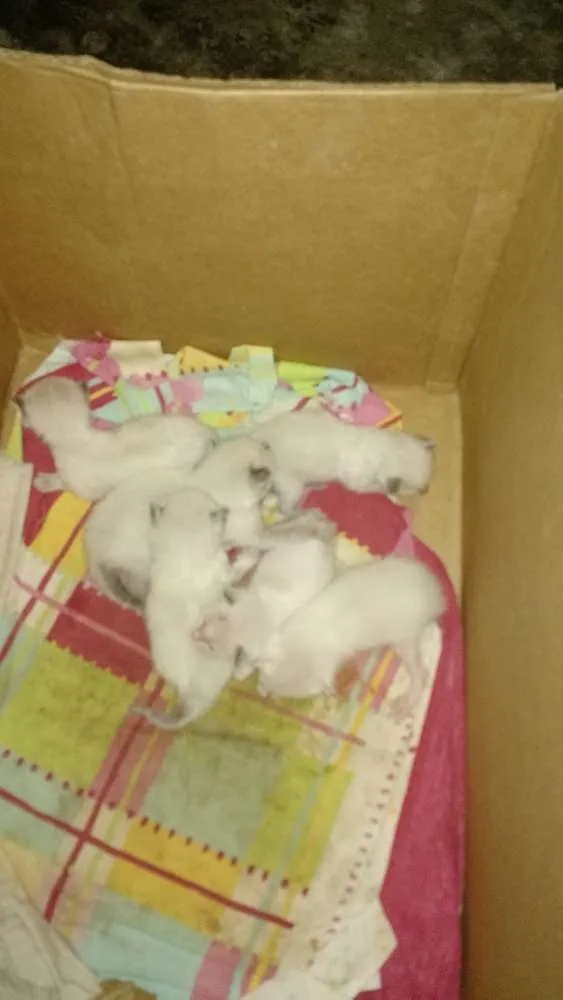 Gato ra a Vira lata idade 2 a 6 meses nome Lara, lua e filhotes