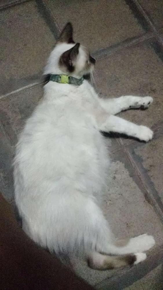 Gato ra a Vira lata idade 2 a 6 meses nome Lara, lua e filhotes