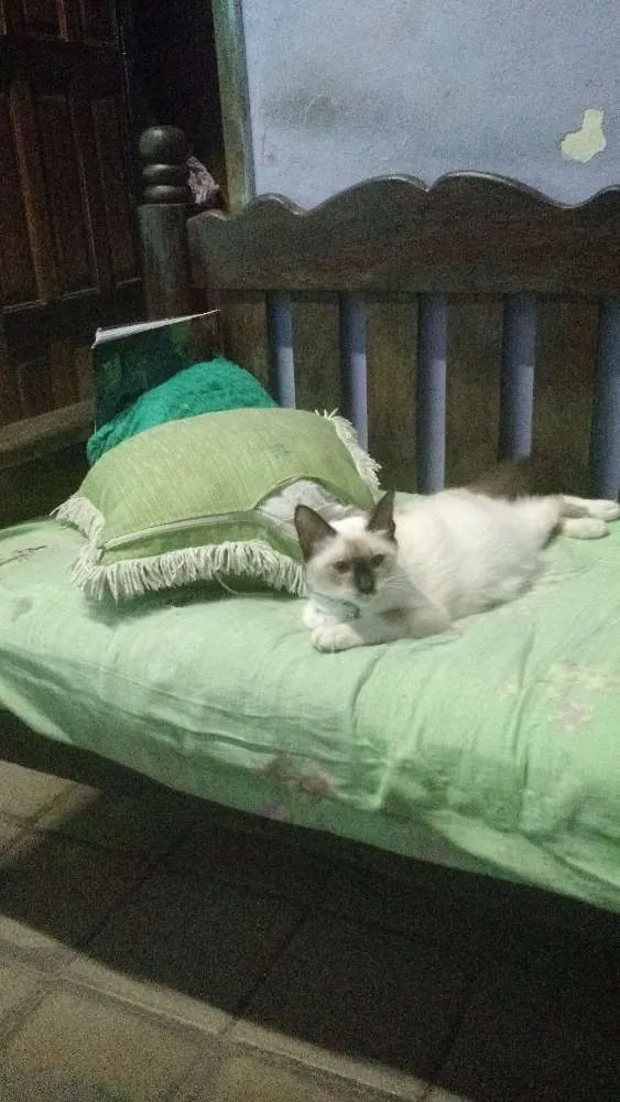 Gato ra a Vira lata idade 2 a 6 meses nome Lara, lua e filhotes