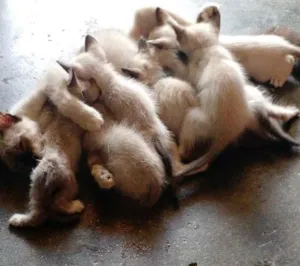 Gato raça Vira lata idade 2 a 6 meses nome Lara, lua e filhotes