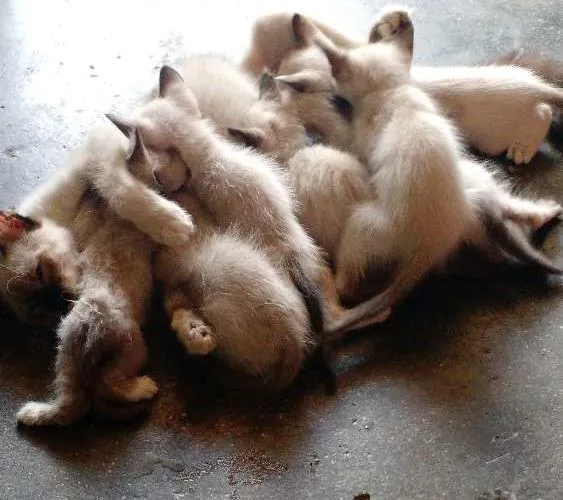 Gato ra a Vira lata idade 2 a 6 meses nome Lara, lua e filhotes