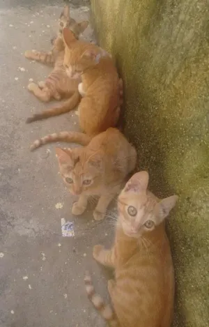 Gato raça  idade 2 a 6 meses nome Sem nome