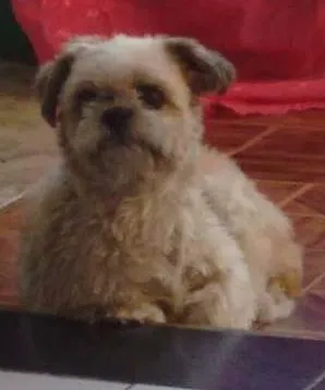 Cachorro raça Sthichu idade 4 anos nome Boby
