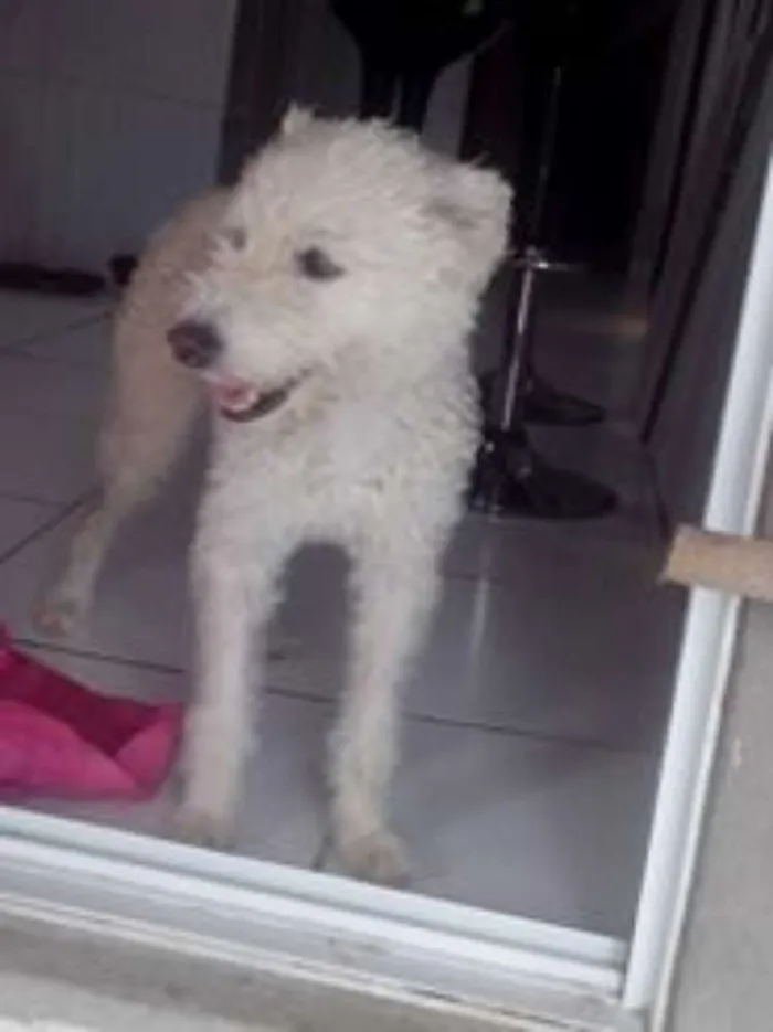 Cachorro ra a pudou idade 7 a 11 meses nome Samy