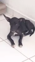 Pretinho
