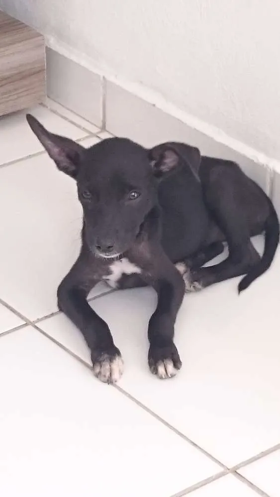 Cachorro ra a Vira lata  idade 2 a 6 meses nome Pretinho